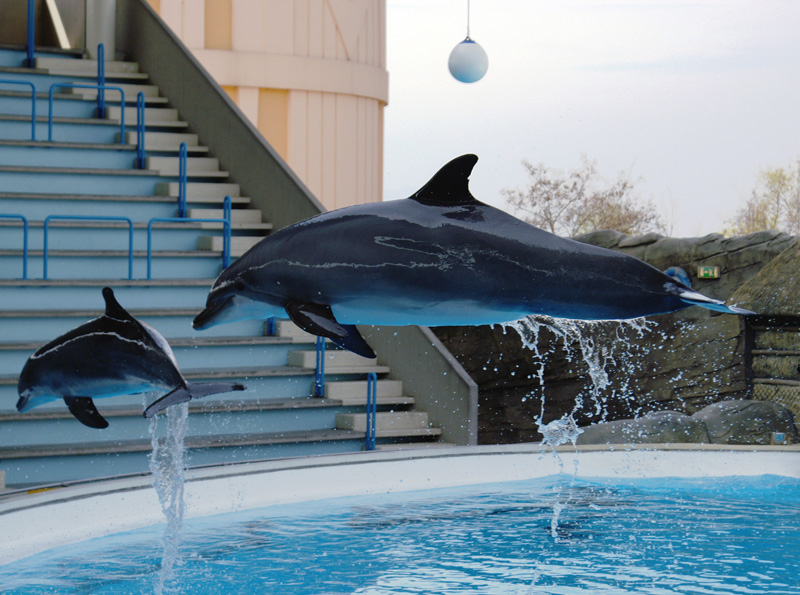 Carpe diem (contest)