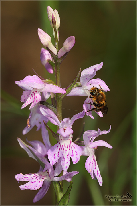 L'Ape... dispettosa !