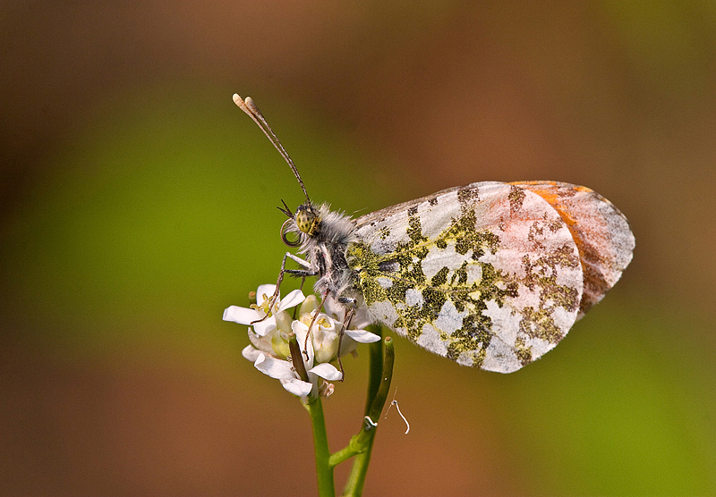 (Anthocharis cardamines) ..ancora lei