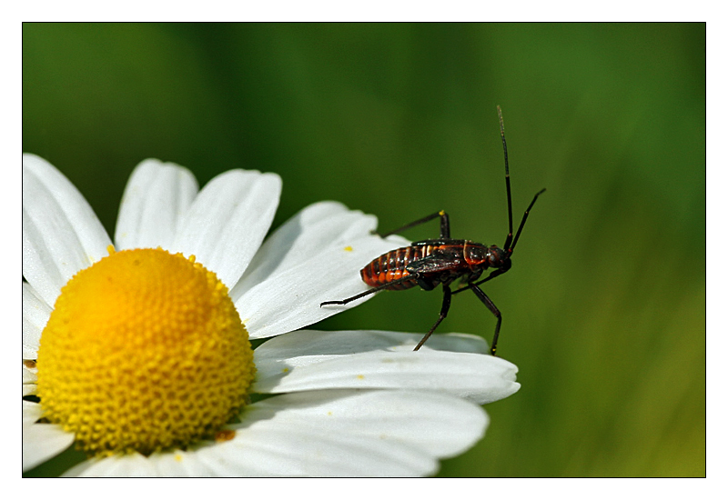 Mi faccio una camomilla