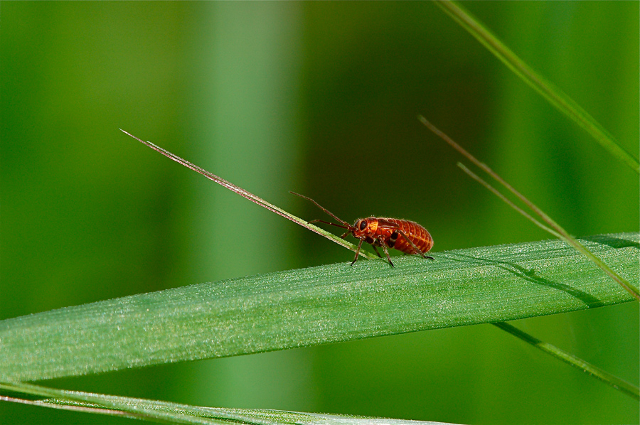 Poco pi� di un pidocchio
