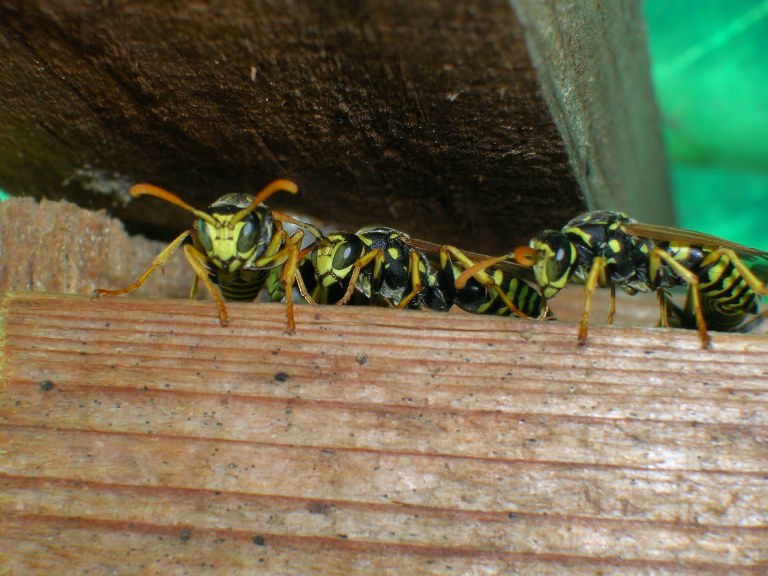 ...siamo in via di estinzione, non uccideteci !