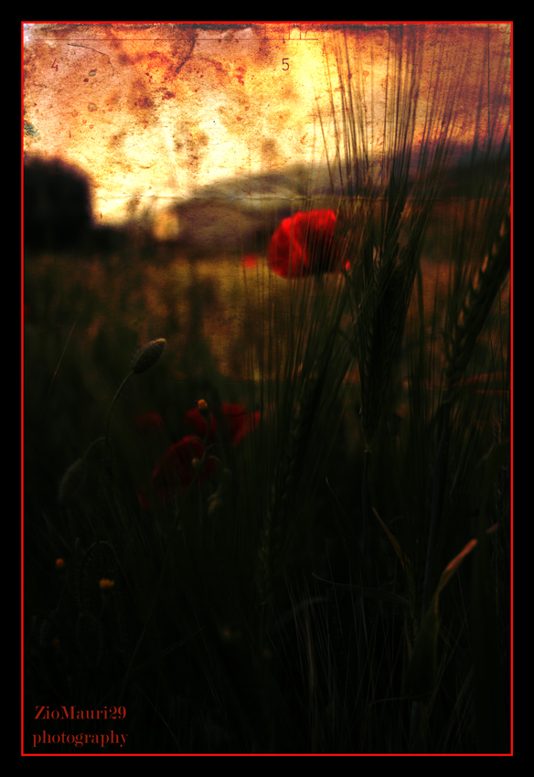 ..Burnin' Poppy..