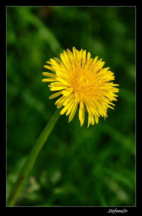 il "sole" di cork...