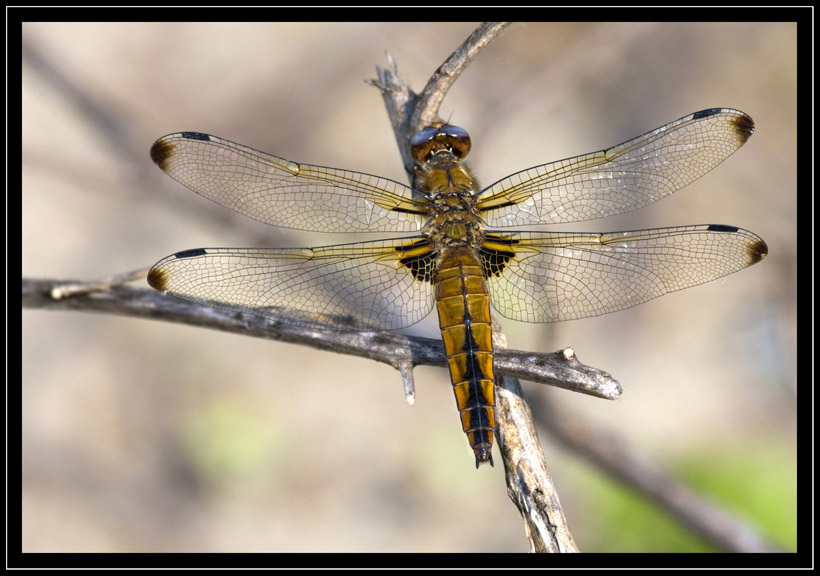 Libellula
