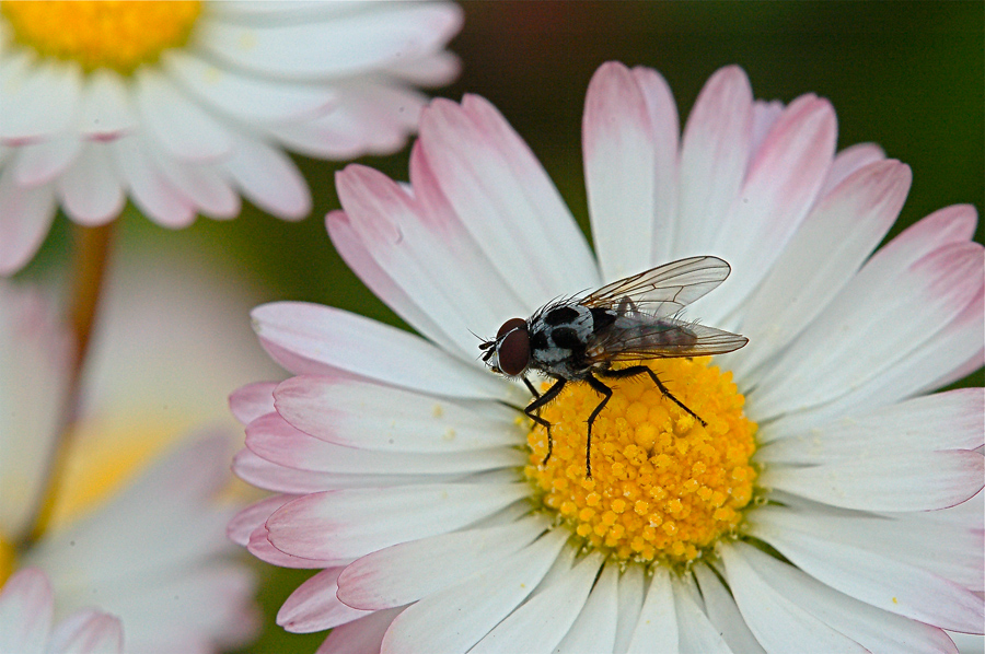 Moschina su margherita