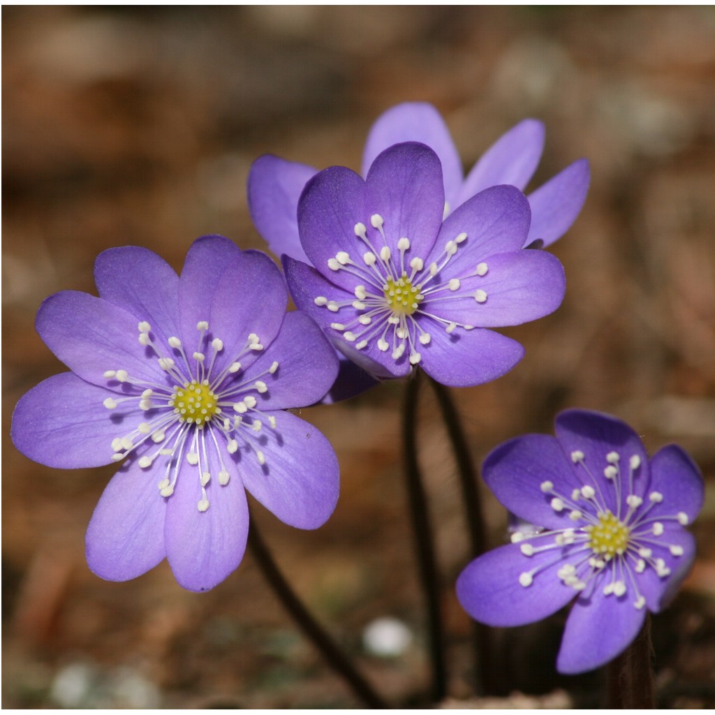 un fiore sconosciuto