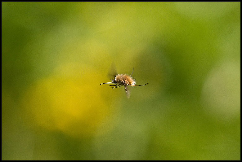 l istruttore di volo