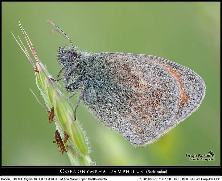 Solo lei... Coenonympha pamphilus !