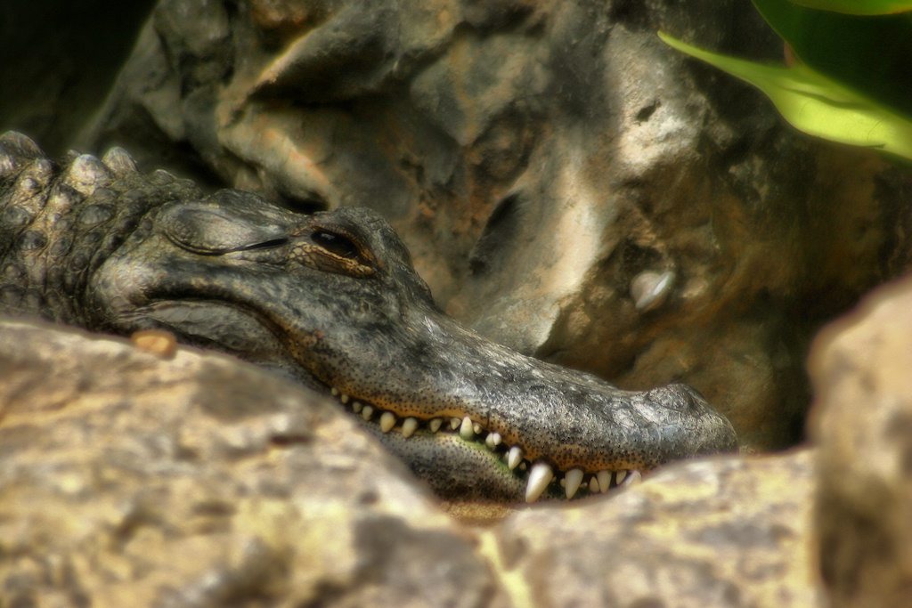 Alligatore del mississipi