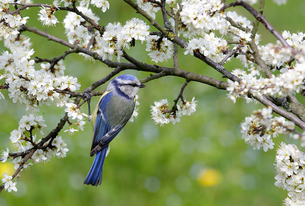 Cinciarella primaverile