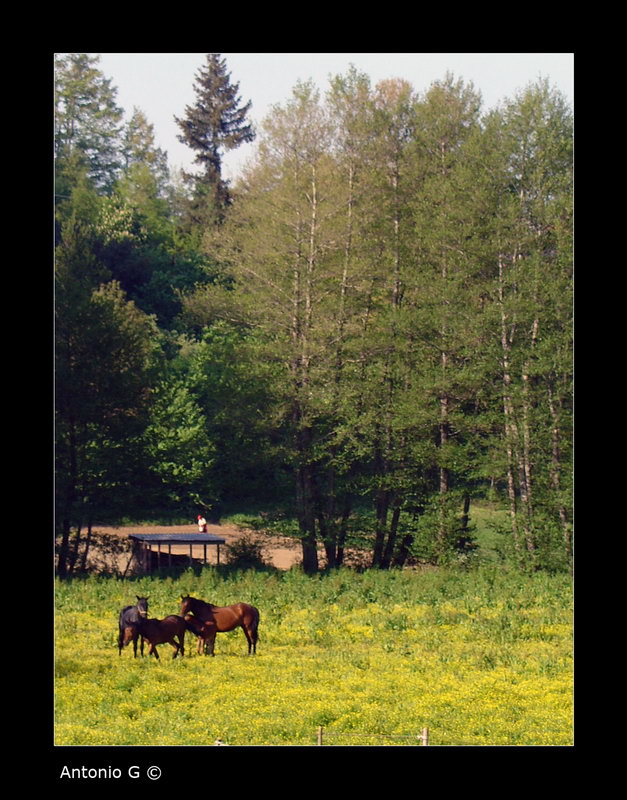 Alberi e cavalli...