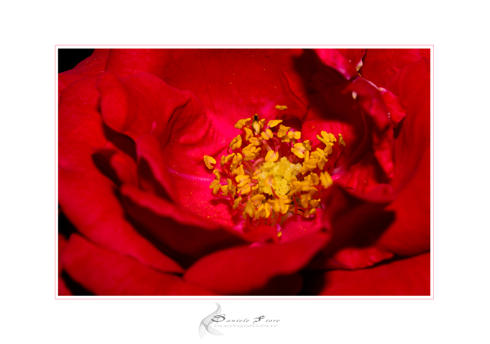 Red Passion (2)