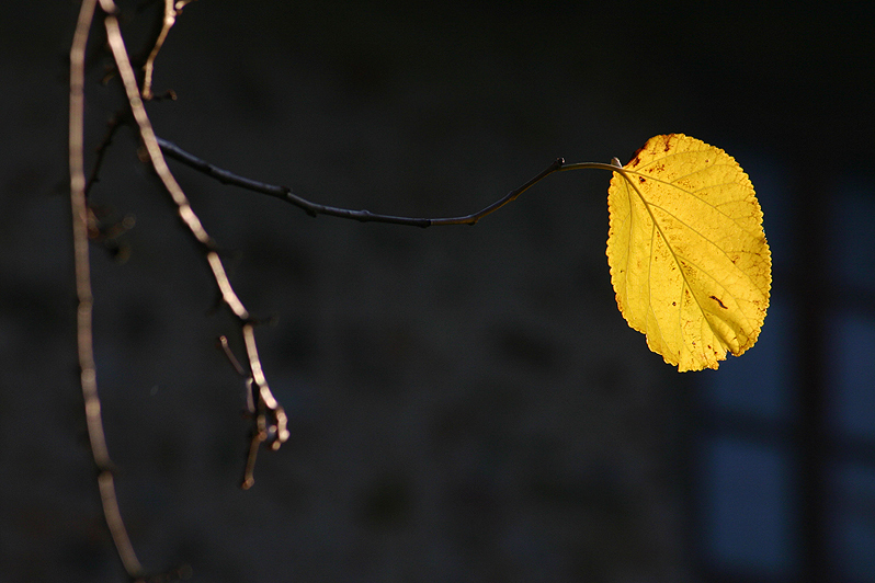 Ultimo baluardo di un autunno