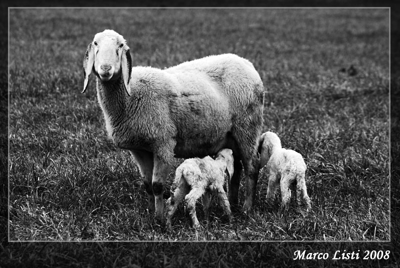 l'amore di una mamma