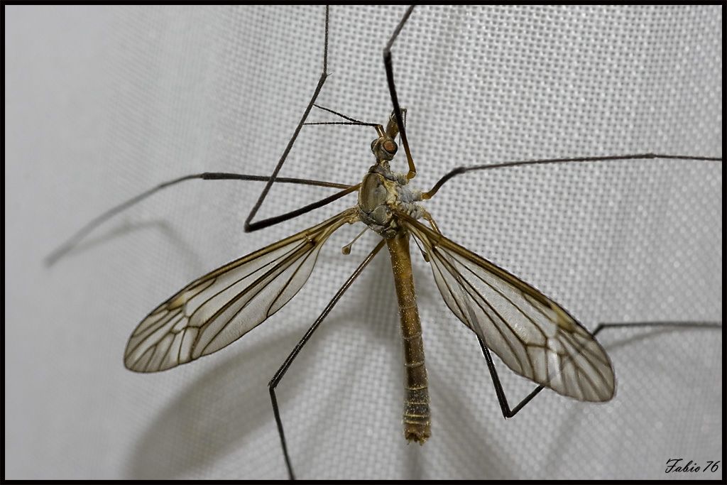 Tipula