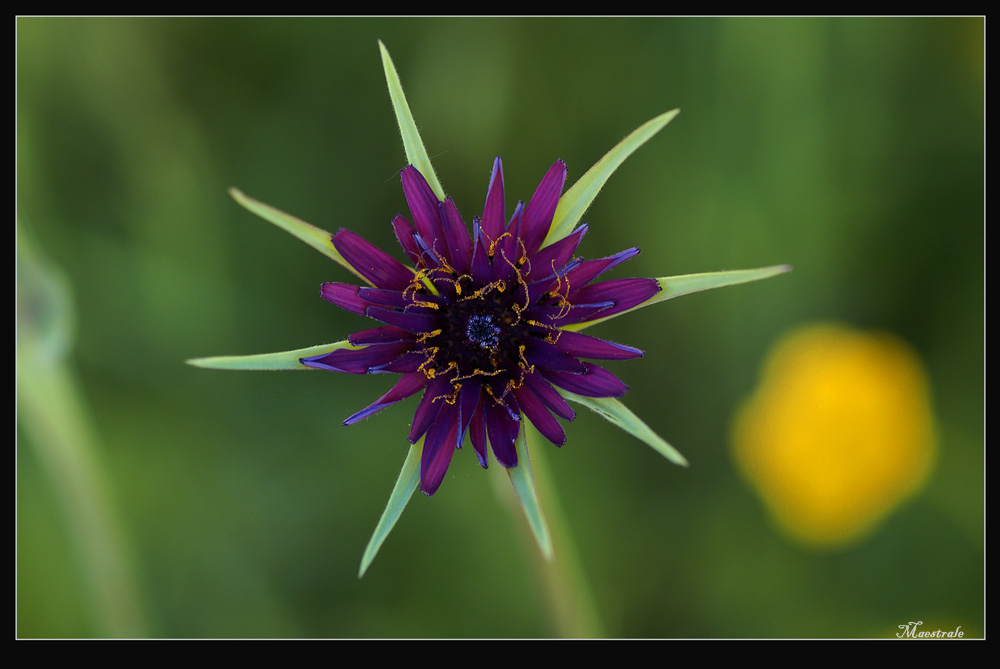 Una stella ..nel prato