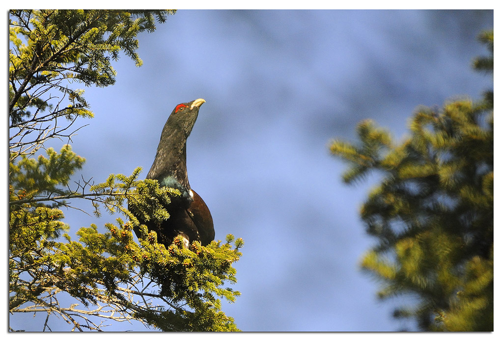 Gallo cedrone (Tetrao urogallus)