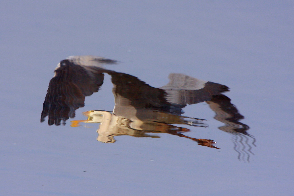 Il punto di vista della preda