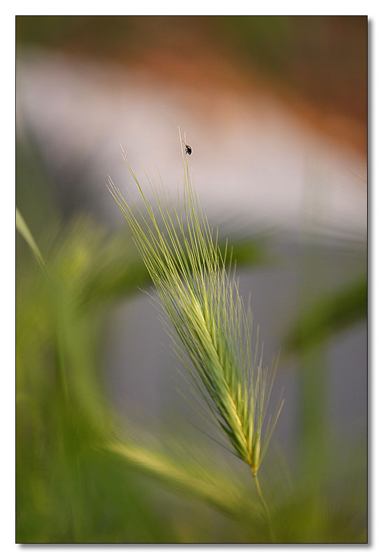 aurora boreale...squartapensiero...