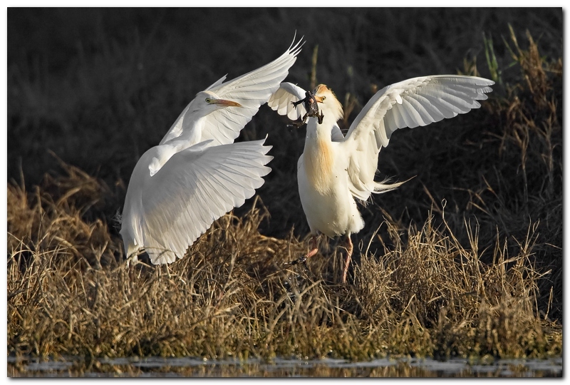 Airone guardabuoi - Combattimenti