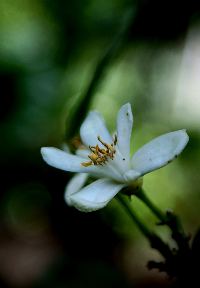 Zagara di limone ^2^