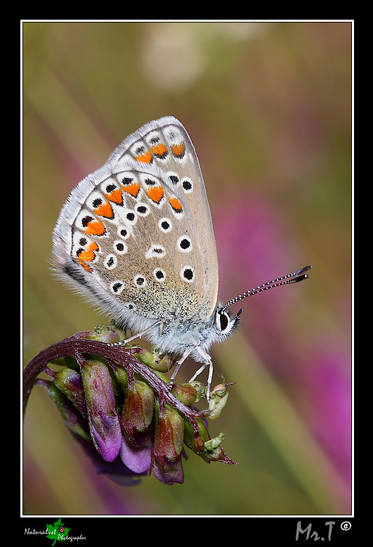 Polyommatus thersites