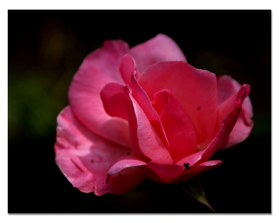 Semplicemente Rosa 2