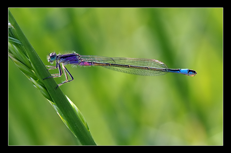 La mia prima damigella (in controluce)