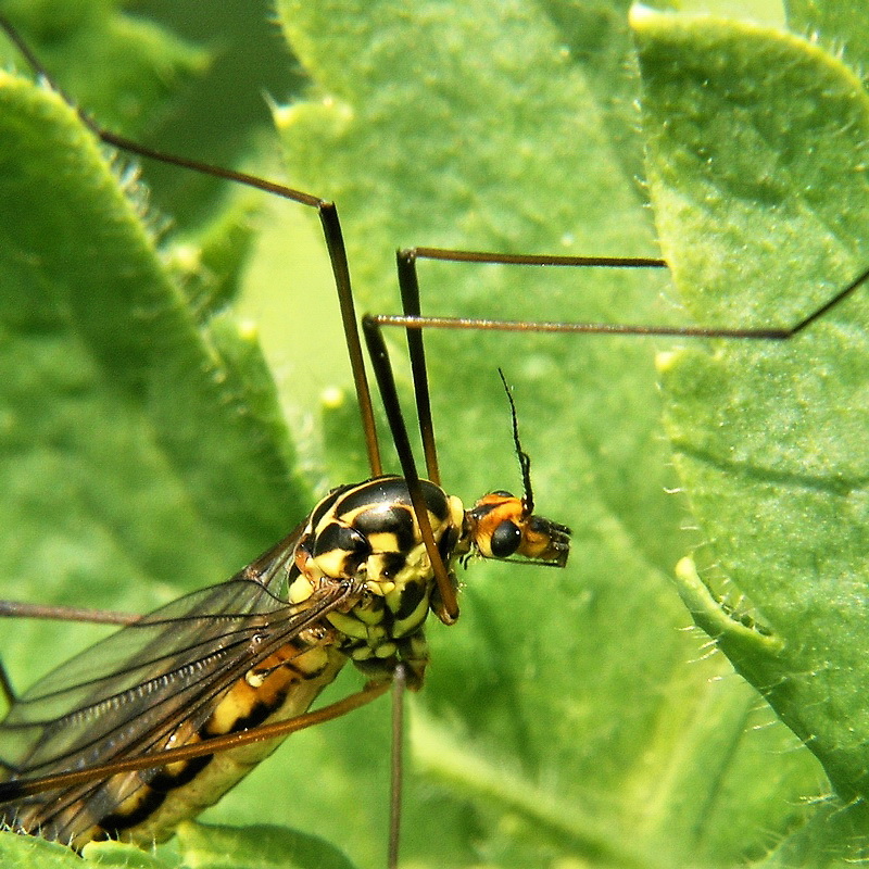 Tipula