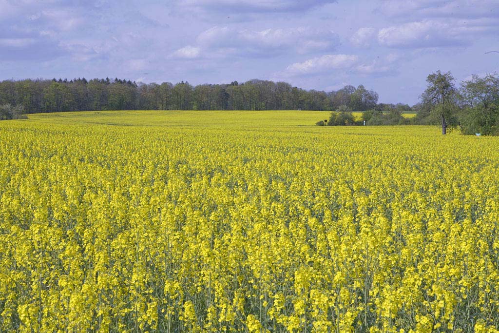 valle del reno;panorama