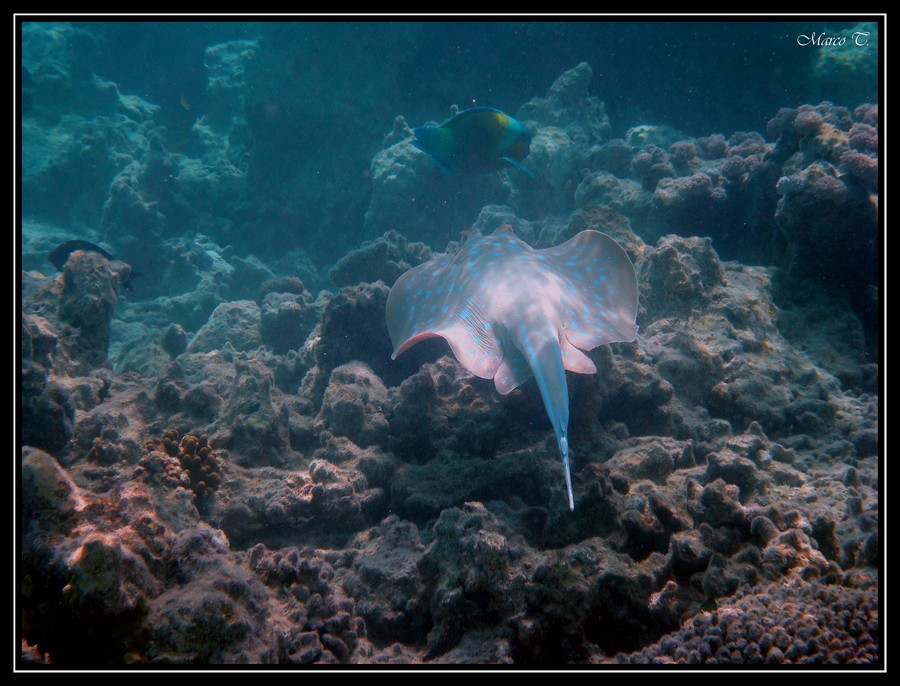 Taeniura Lymm o " Razza a Macchie Blu "