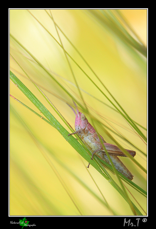 ...Rosa...tra le spine