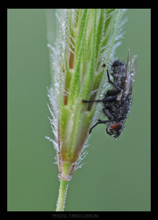 Sarcophaga in doccia