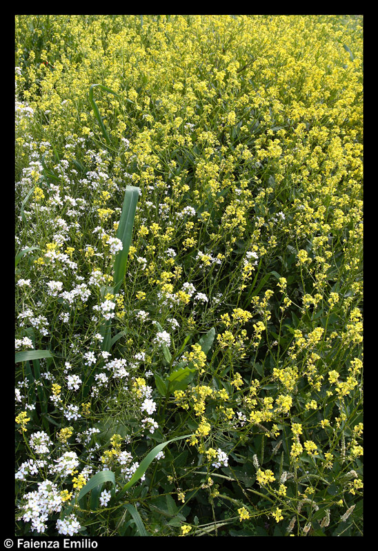 gialli contro bianchi