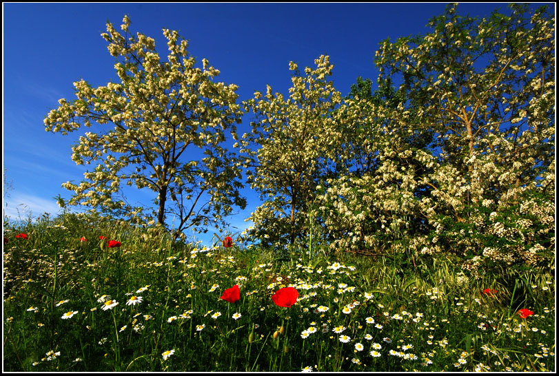 Esplosione primaverile