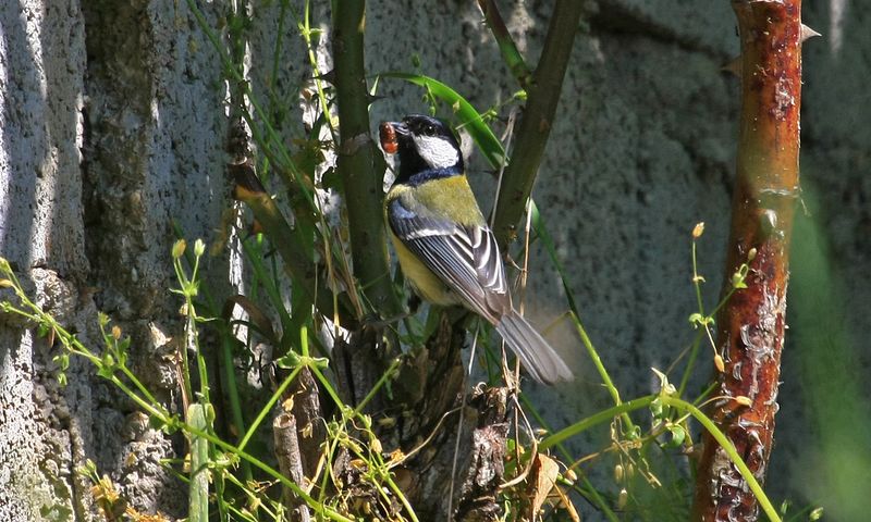 Buoni piccni... son qua