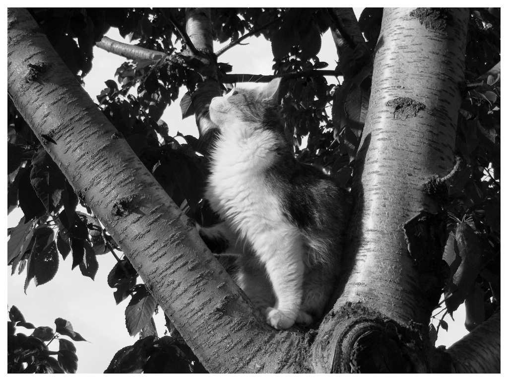 Cosa star� guardando?