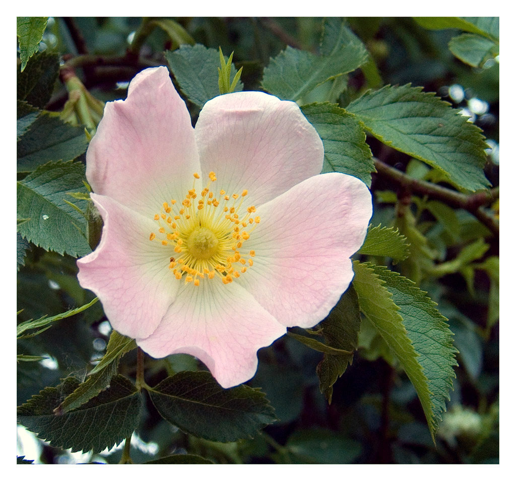 Rosa Canina