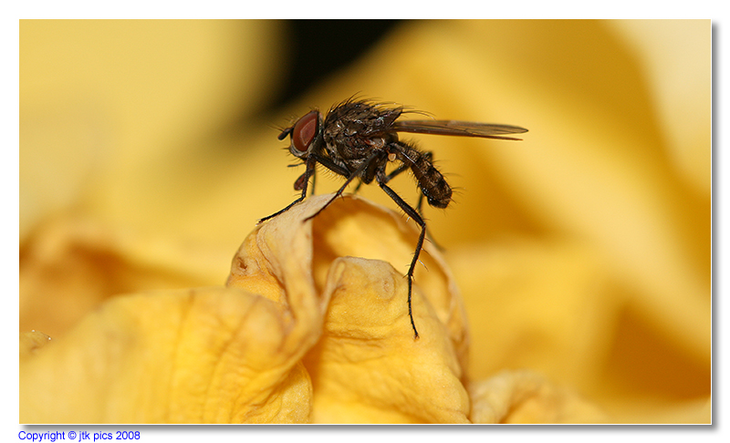 the fly on the rose