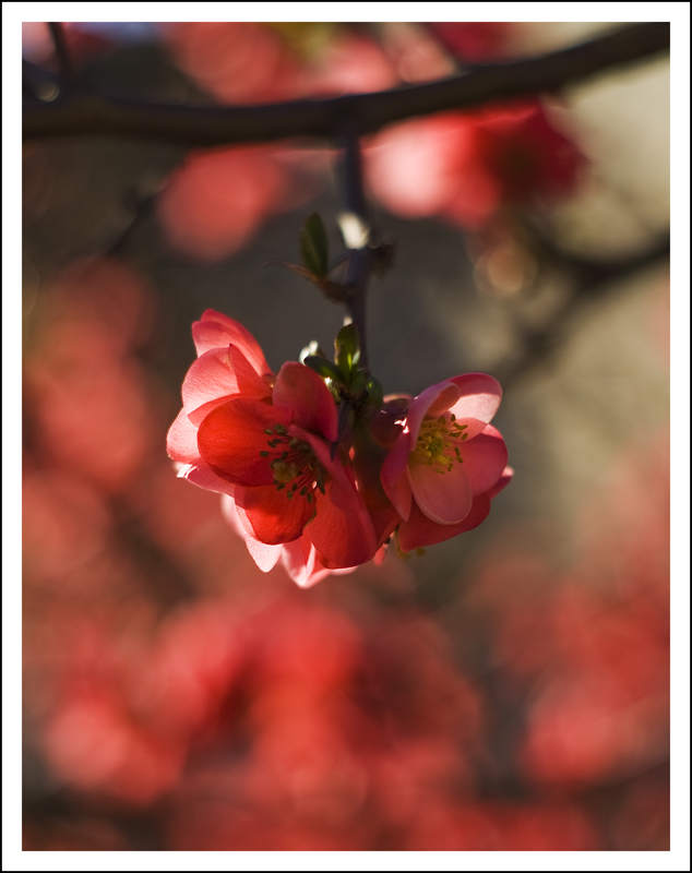 Primavera