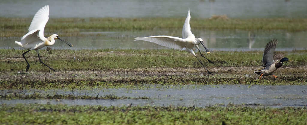 Pussa via brutta bestiaccia [spatole e germano]