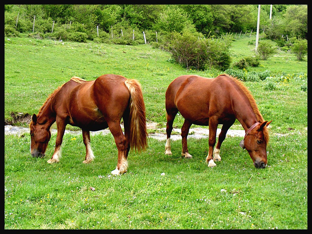 Cavalli a Fuscello...