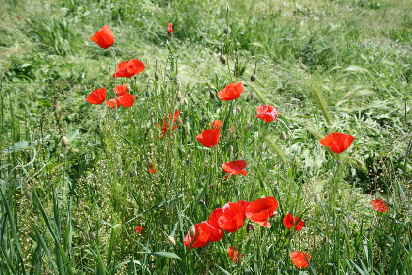 Primavera