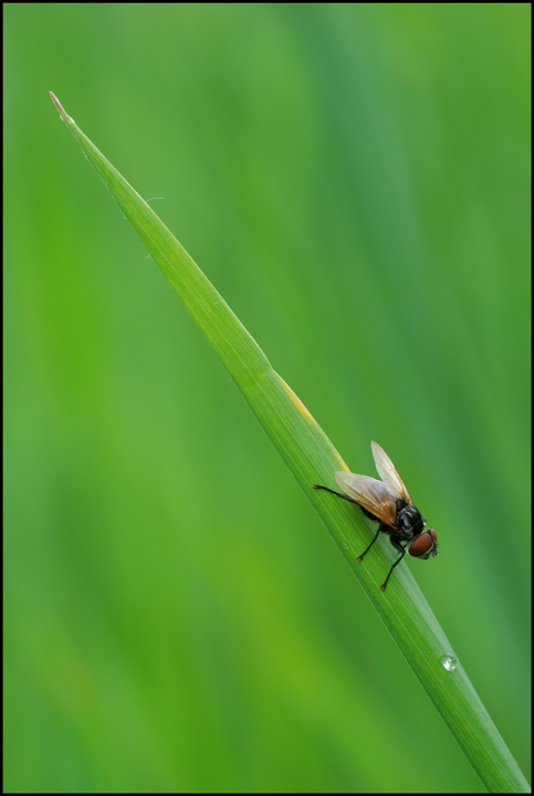 La mosca e la goccia