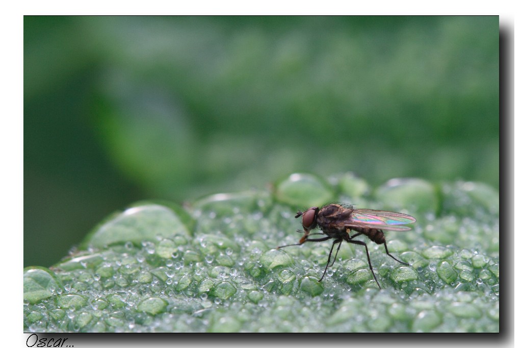 on the drops...