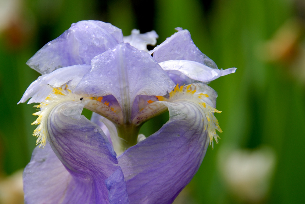 Iris