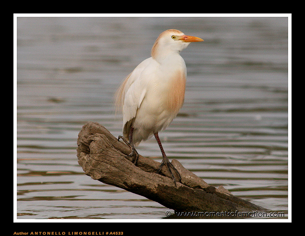 Airone Guardabuoi (Bubulcus ibis)