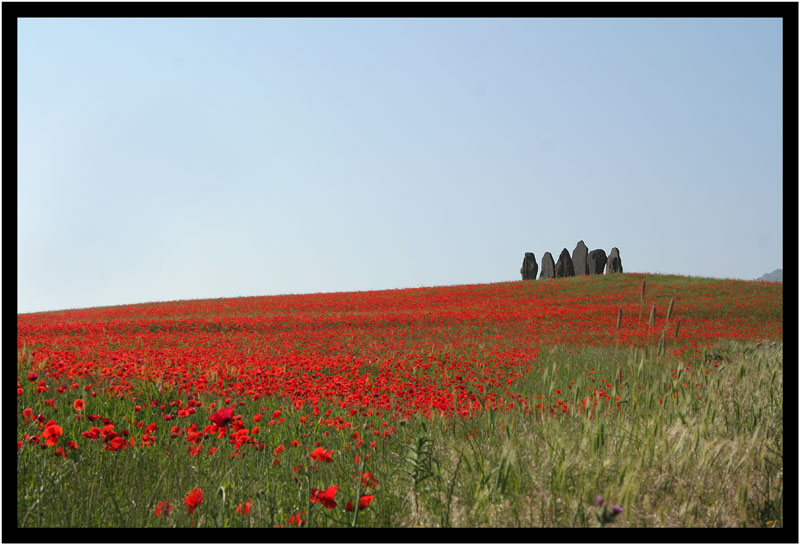 campo di papaveri