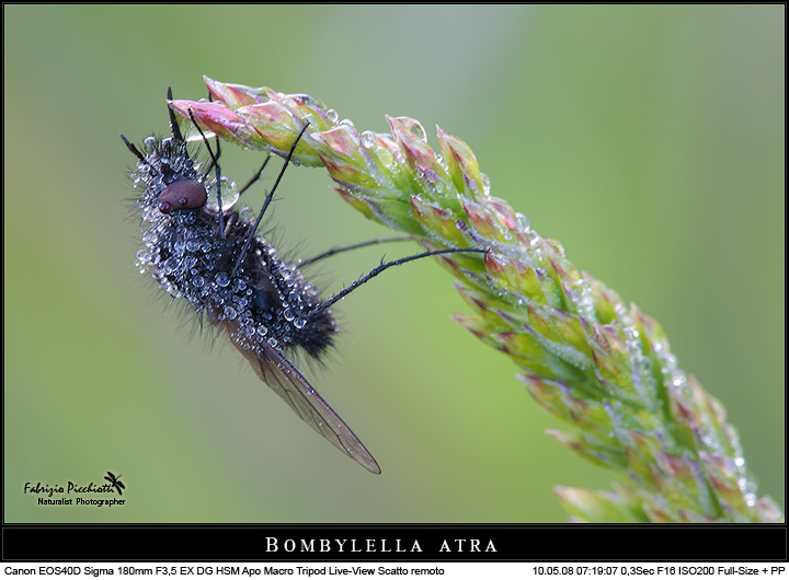 Atra... impallinata!